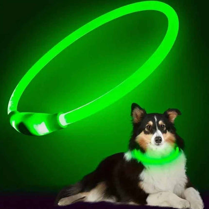 USB Rechargeable LED Light Up Dog Collar, Safety Flashing, Adjustable Size