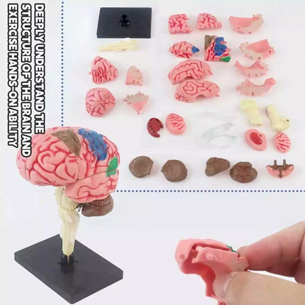 Color-Coded Human Brain Model Anatomical Teaching Display with Arteries