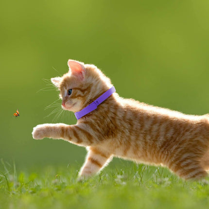 Calming Collar for Cats 3 Pack, Natural Lavender & Pheromone