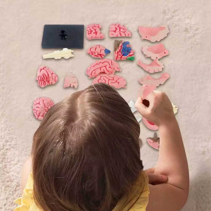 Color-Coded Human Brain Model Anatomical Teaching Display with Arteries