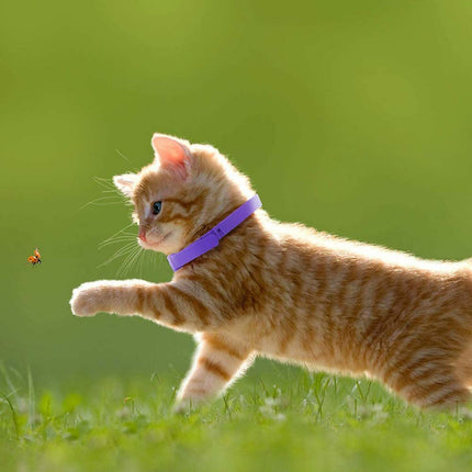 Natural Lavender Cat Calming Collar – Pheromone Relaxation 38cm