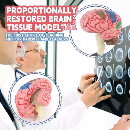 Color-Coded Human Brain Model Anatomical Teaching Display with Arteries