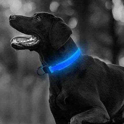 USB Rechargeable LED Dog Collar Adjustable Safety Light Up M