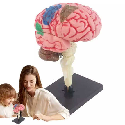 Color-Coded Human Brain Model Anatomical Teaching Display with Arteries