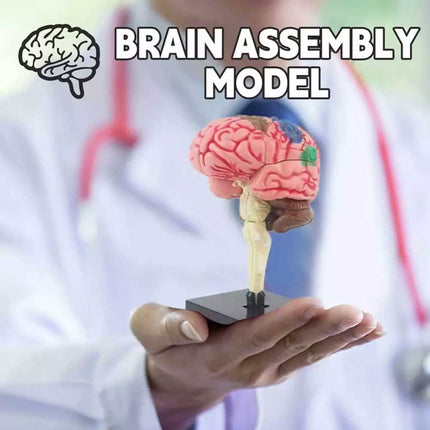 Color-Coded Human Brain Model Anatomical Teaching Display with Arteries