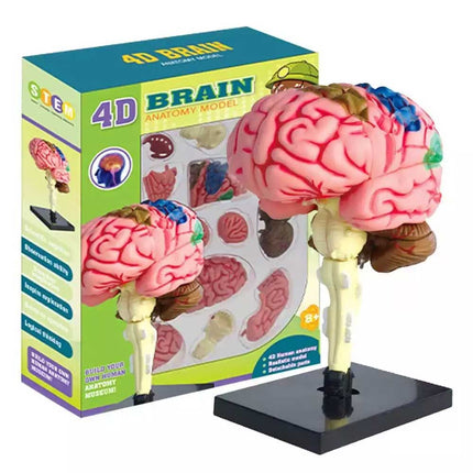 Color-Coded Human Brain Model Anatomical Teaching Display with Arteries