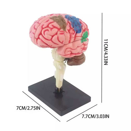 Color-Coded Human Brain Model Anatomical Teaching Display with Arteries