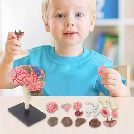 Color-Coded Human Brain Model Anatomical Teaching Display with Arteries