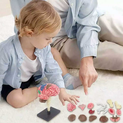 Color-Coded Human Brain Model Anatomical Teaching Display with Arteries